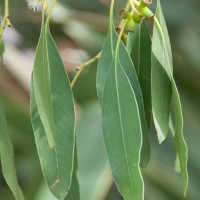 Cider Gum Eucalyptus